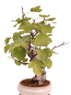 Preview: Bonsai - Ficus carica - echte Feige, Feigenbaum 209/80