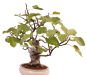 Preview: Bonsai - Ficus carica - echte Feige, Feigenbaum 209/80