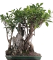 Preview: Bonsai -  Ficus retusa (microcarpa), Chinesische Feige, auf Fels 212/30