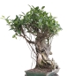 Preview: Bonsai -  Ficus retusa (microcarpa), Chinesische Feige, auf Fels 212/30