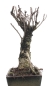 Mobile Preview: Bonsai -  Ficus retusa (microcarpa), Chinesische Feige 212/38