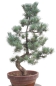 Preview: Bonsai - Pinus parviflora, Japanische Mädchenkiefer  212/57