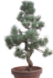 Preview: Bonsai - Pinus parviflora, Japanische Mädchenkiefer  212/57