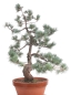 Preview: Bonsai - Pinus parviflora, Japanische Mädchenkiefer  212/60