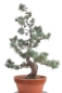 Preview: Bonsai - Pinus parviflora, Japanische Mädchenkiefer  212/60