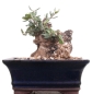 Mobile Preview: Bonsai - Olea europaea Sylvestris, Wild-Olive, Yamadori, Mame  214/01
