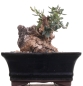 Mobile Preview: Bonsai - Olea europaea Sylvestris, Wild-Olive, Yamadori, Mame  214/01