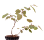 Preview: Bonsai - Corylopsis pauciflora - Niedrige Scheinhasel - Glockenhasel 215/17