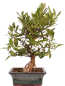 Preview: Bonsai - Citrus kinzu, Orangenbaum mit sehr kleinen Früchten  216/44