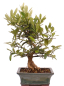 Preview: Bonsai - Citrus kinzu, Orangenbaum mit sehr kleinen Früchten  216/44