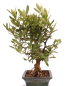 Preview: Bonsai - Citrus kinzu, Orangenbaum mit sehr kleinen Früchten  216/44
