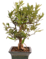 Preview: Bonsai - Citrus kinzu, Orangenbaum mit sehr kleinen Früchten  216/44