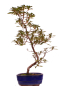 Preview: Bonsai - Japanische Satsuki Azalee - 'Beniasuka' - Rhododendron indicum 218/117