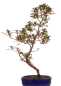 Preview: Bonsai - Japanische Satsuki Azalee - 'Beniasuka' - Rhododendron indicum 218/117