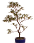 Preview: Bonsai - Japanische Satsuki Azalee - 'Beniasuka' - Rhododendron indicum 218/117