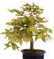 Preview: Bonsai - Fagus crenata, Japanische Kerbbuche  aus Japan 218/204