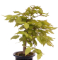Preview: Bonsai - Fagus crenata, Japanische Kerbbuche  aus Japan 218/204