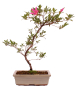 Preview: Bonsai Japanische Satsuki Azalee 'Asuka-no-Homare' Rhododendron indicum 218/22