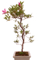 Preview: Bonsai Japanische Satsuki Azalee 'Asuka-no-Homare' Rhododendron indicum 218/22