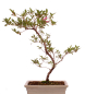 Preview: Bonsai Japanische Satsuki Azalee 'Asuka-no-Homare' Rhododendron indicum 218/22