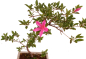 Preview: Bonsai Japanische Satsuki Azalee 'Asuka-no-Homare' Rhododendron indicum 218/22
