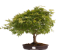 Preview: Bonsai - Acer palmatum, Japanischer Fächerahorn 218/246