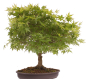 Preview: Bonsai - Acer palmatum, Japanischer Fächerahorn 218/246