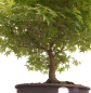 Preview: Bonsai - Acer palmatum, Japanischer Fächerahorn 218/246