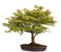 Preview: Bonsai - Acer palmatum, Japanischer Fächerahorn 218/246