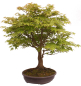 Preview: Bonsai - Acer palmatum, Japanischer Fächerahorn 218/246
