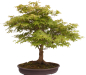 Preview: Bonsai - Acer palmatum, Japanischer Fächerahorn 218/246