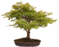 Preview: Bonsai - Acer palmatum, Japanischer Fächerahorn 218/246