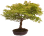 Preview: Bonsai - Acer palmatum, Japanischer Fächerahorn 218/246