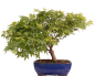 Preview: Bonsai - Acer palmatum, Japanischer Fächerahorn 218/247