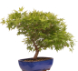 Preview: Bonsai - Acer palmatum, Japanischer Fächerahorn 218/247