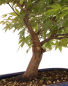 Preview: Bonsai - Acer palmatum, Japanischer Fächerahorn 218/247