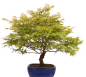 Preview: Bonsai - Acer palmatum, Japanischer Fächerahorn 218/247