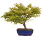 Preview: Bonsai - Acer palmatum, Japanischer Fächerahorn 218/247