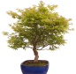 Preview: Bonsai - Acer palmatum, Japanischer Fächerahorn 218/247