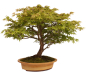 Preview: Bonsai - Acer palmatum, Japanischer Fächerahorn 218/248