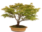 Preview: Bonsai - Acer palmatum, Japanischer Fächerahorn 218/248