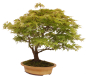 Preview: Bonsai - Acer palmatum, Japanischer Fächerahorn 218/248