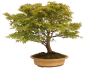 Preview: Bonsai - Acer palmatum, Japanischer Fächerahorn 218/248