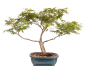 Preview: Bonsai - Acer palmatum, Japanischer Fächerahorn 218/249