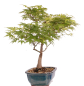 Preview: Bonsai - Acer palmatum, Japanischer Fächerahorn 218/249
