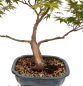 Preview: Bonsai - Acer palmatum, Japanischer Fächerahorn 218/249