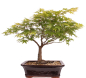 Preview: Bonsai - Acer palmatum, Japanischer Fächerahorn 218/250