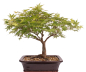 Preview: Bonsai - Acer palmatum, Japanischer Fächerahorn 218/250