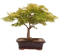 Preview: Bonsai - Acer palmatum, Japanischer Fächerahorn 218/250