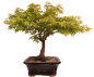 Preview: Bonsai - Acer palmatum, Japanischer Fächerahorn 218/250